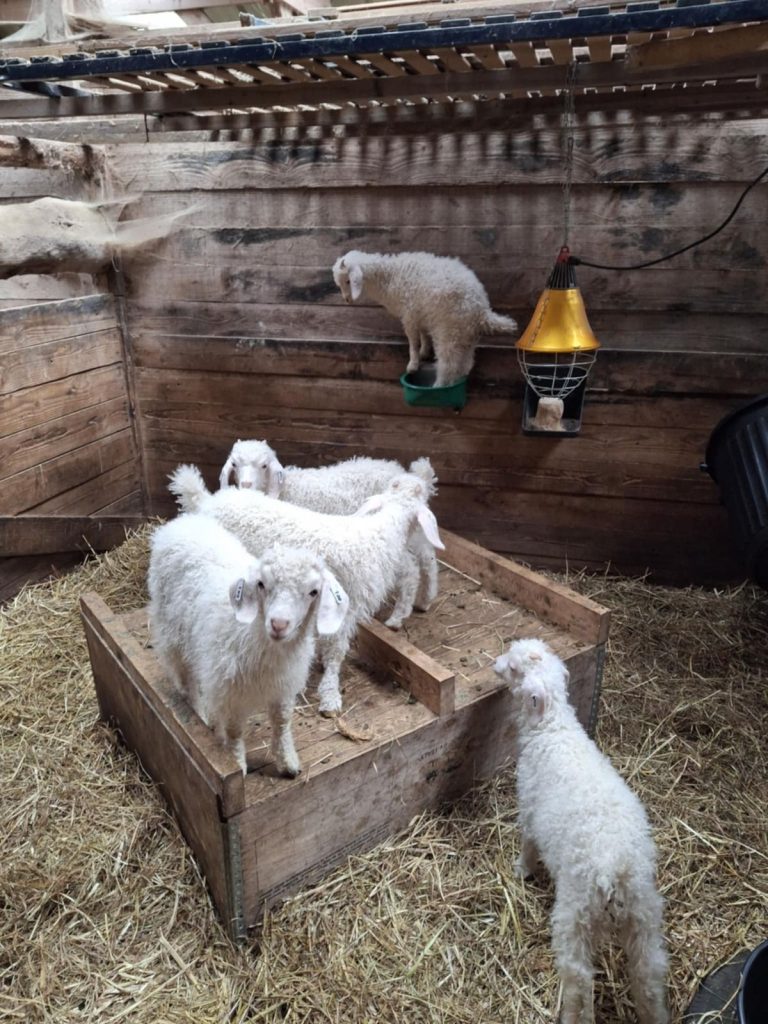 Les chevreaux s'amusent et gambadent.