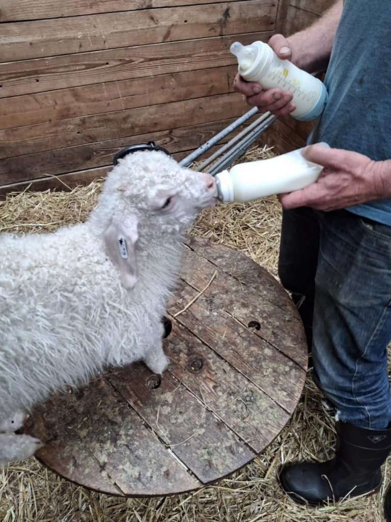 Nourrissage d'un chevreau angora