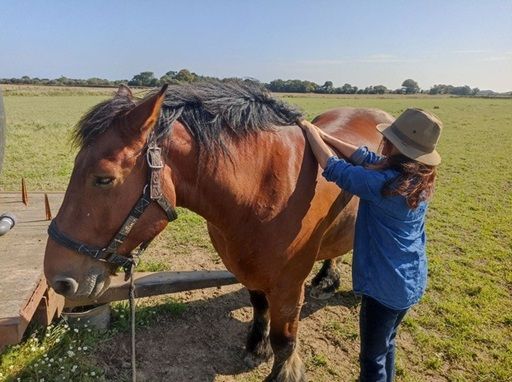 Séance de shiatu sur un cheval