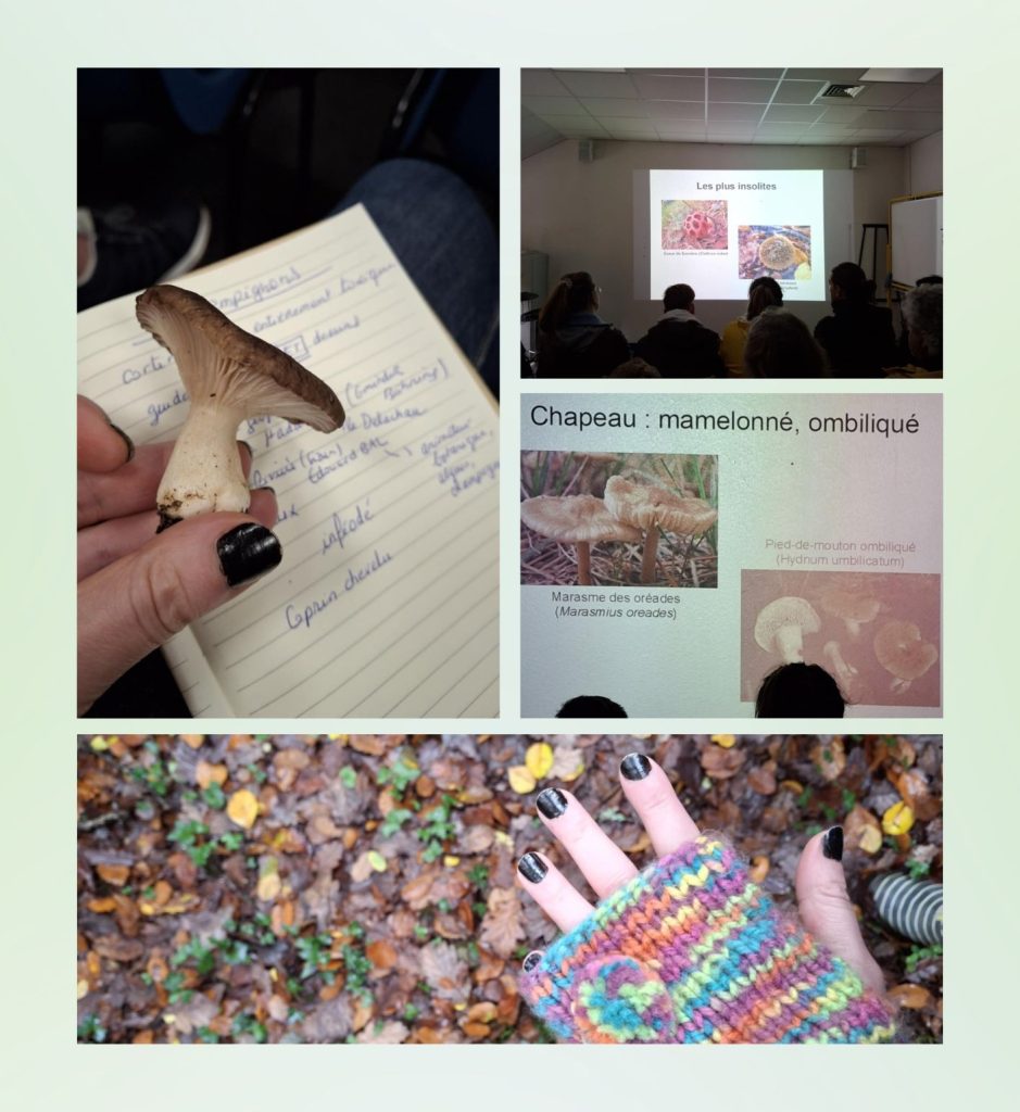 Présentation sur les champignons