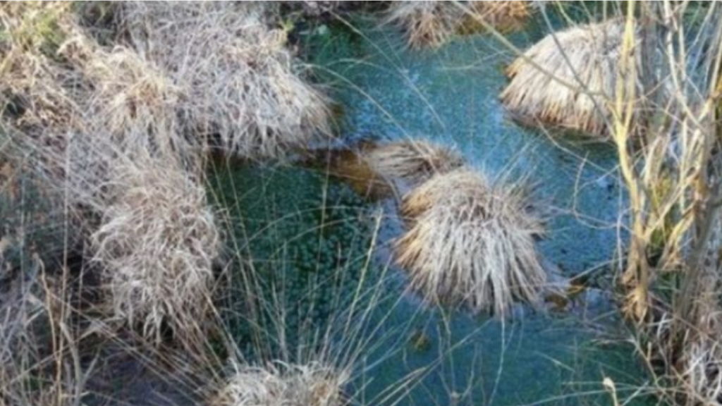 La tourbière de Langazel