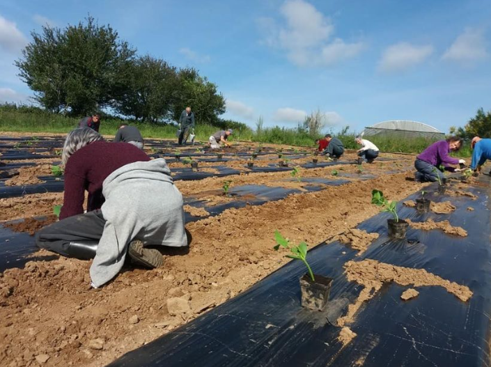 Bénévoles en train de planter des potirons