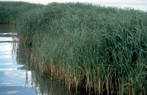 Spartine