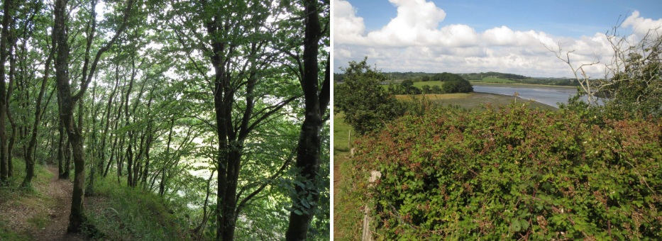 Arbres tordus et fond de rade